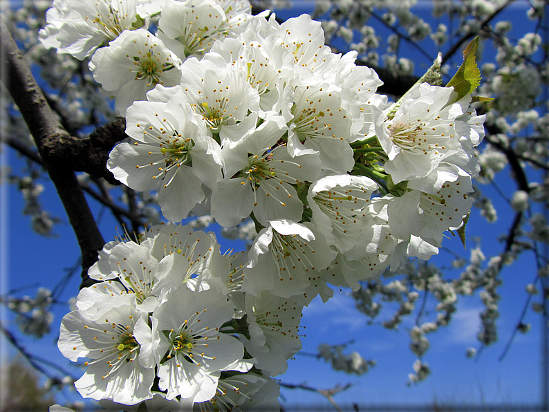 foto Ciliegi in fiore tra i Colli Asolani